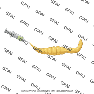 Egyptian cotton leafworm digestive tract spodoptera littoralis larva fed with syringe