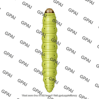 Tuta absoluta larva dorsal 833