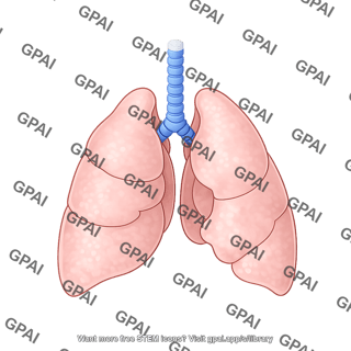Pig lungs supine