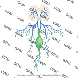 Mouse lymph node cervical