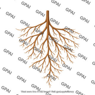 Roots