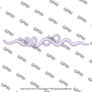 Borrelia burgdorferi