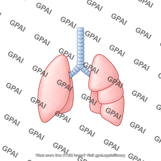 Rat lungs dorsal