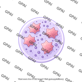 Plasmodium falciparum oocyst intermediate stage