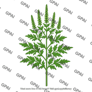 Ragweed