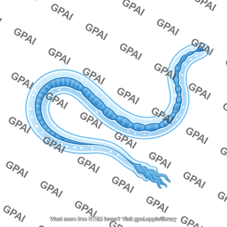 C. elegans gi tract