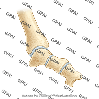Mouse tibia talus tarsal joint