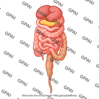 Mouse gi tract 1