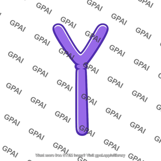 Y chromosome