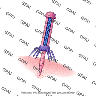 Bacteriophage tail injecting