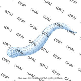 C elegans gonard arm