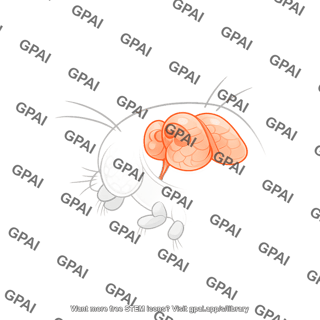 Drosophila brain lateral on head