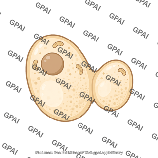 Yeast saccharomyces