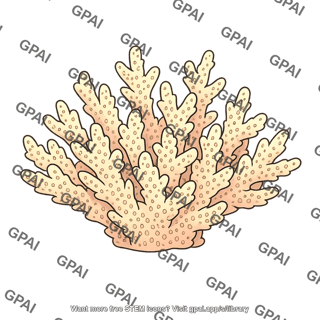 Branching coral reef