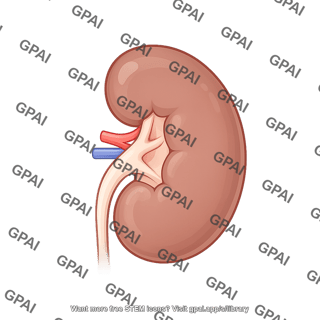 Mouse kidney lateral