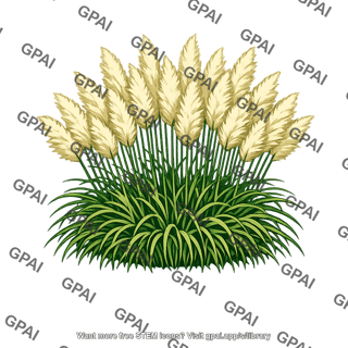 Pampas grass invasive