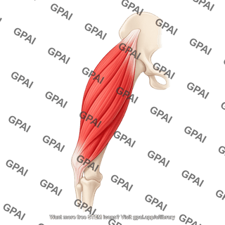 Mouse quadriceps lateral