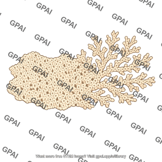 Bryozoan