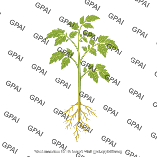 Tomato young plant