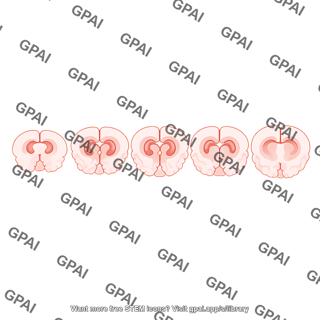Mouse brain coronal cut 5