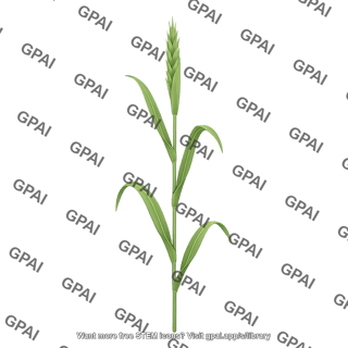 Wheat boot stage