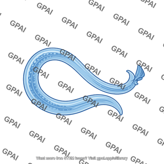 C. elegans 1 male