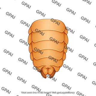 Drosophila abdomen ventral male