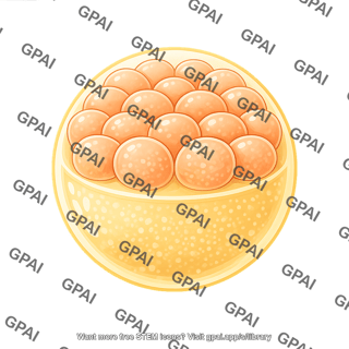 Zebrafish embryo 32 cell cross section