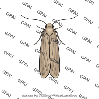Brown moth