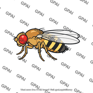 Fruit fly male