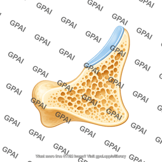 Mouse tarsal proximal end sagittal cut