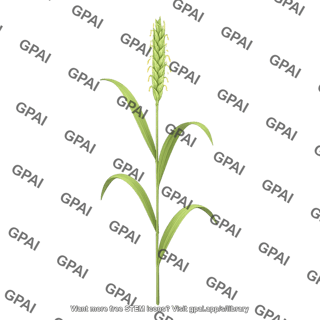 Wheat flowering stage