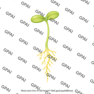 Soybean seedling ve 1