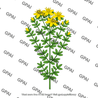 Klamath weed