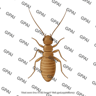 Booklice liposcelis bostrychophila