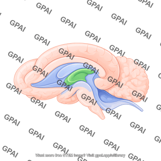 Mouse brain sagittal cut hippocampus