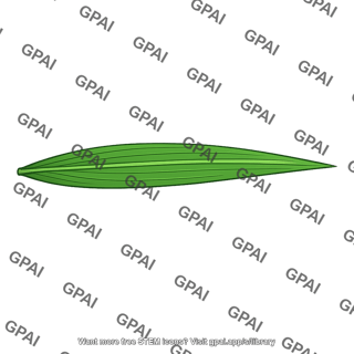 Wheat leaf