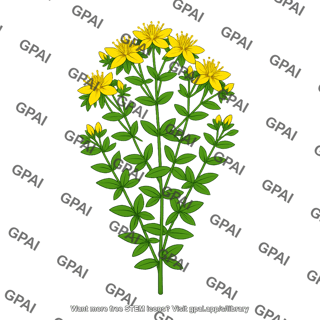 St johns wort
