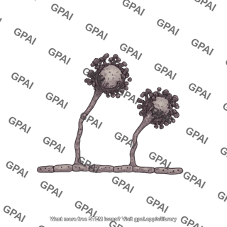 Aspergillus dead