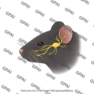 Mouse head lateral with trigeminal ganglion