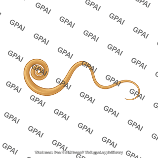 Trichuris worm