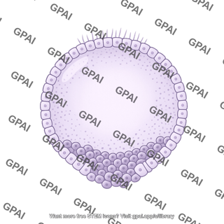Sea urchin embryo blastula