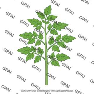 Tomato family plant