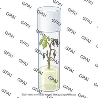 Walnut shoot tissue culture diseased 2