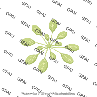 Arabidopsis rosette mutant 1