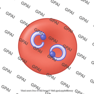 P. falciparum 1. ring form