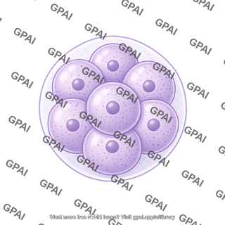 Sea urchin embryo egg