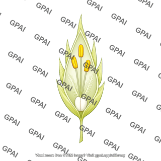 Wheat spikelet triticum aestivum