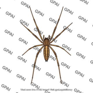 Nephila clavipes male