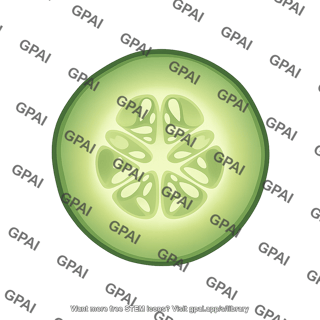 Cucumis slice